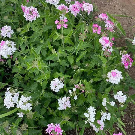 Villa Judita Dubrovnik