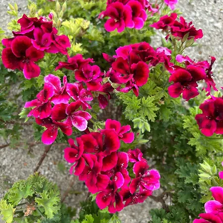 Judita Dubrovnik * Orasac